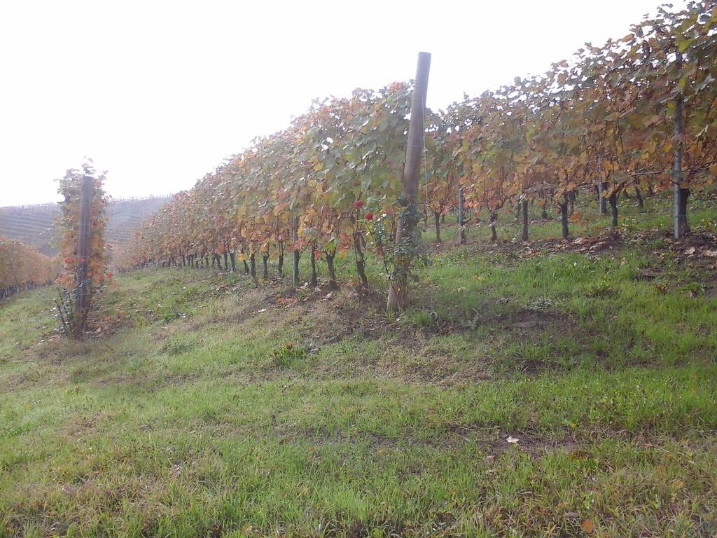 Agriturismo Il Ciabot Villa Barolo Luaran gambar